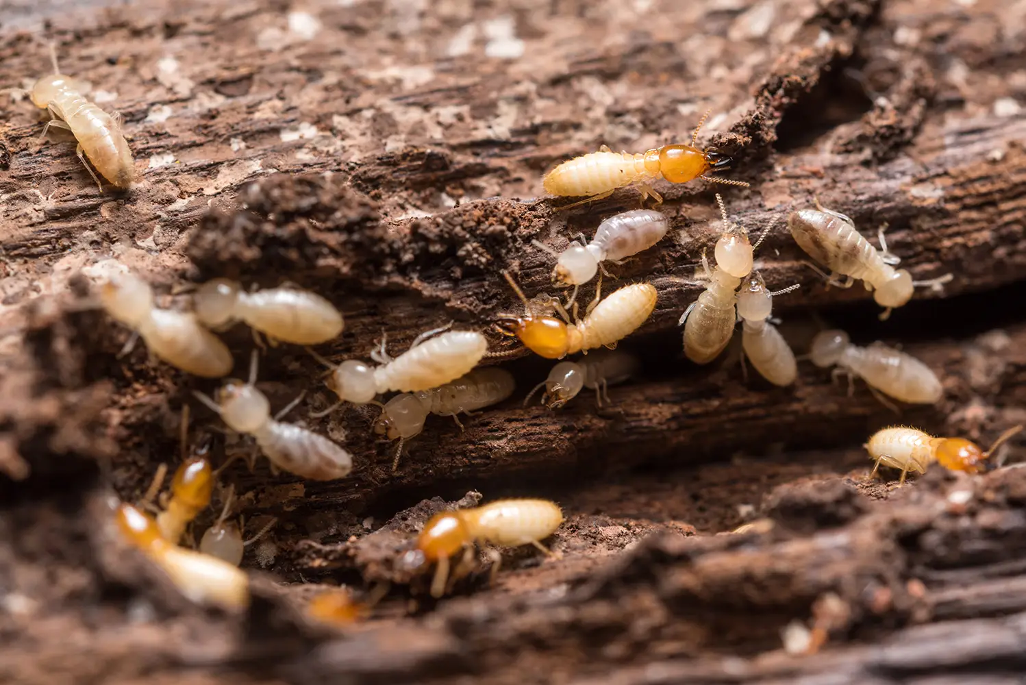 Termite Bonds