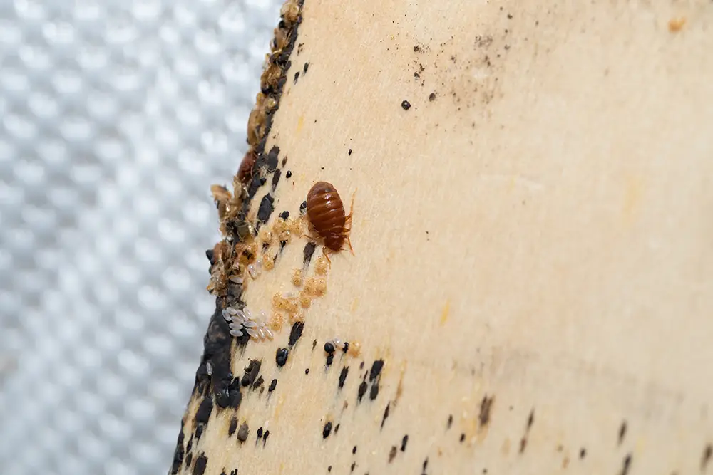 bed bug infestation
